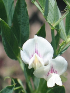 Lathyrus spp.